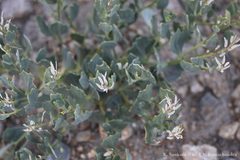 Christolea crassifolia